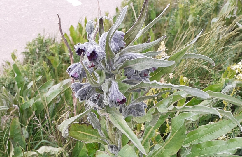 A delicate little flower rustling in the wind...