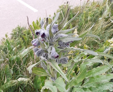 A delicate little flower rustling in the wind...